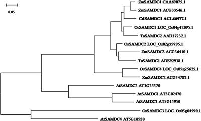 Transgenic Centipedegrass (Eremochloa ophiuroides [Munro] Hack.) Overexpressing S-Adenosylmethionine Decarboxylase (SAMDC) Gene for Improved Cold Tolerance Through Involvement of H2O2 and NO Signaling